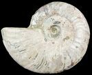 Silver Iridescent Ammonite - Madagascar #54876-1